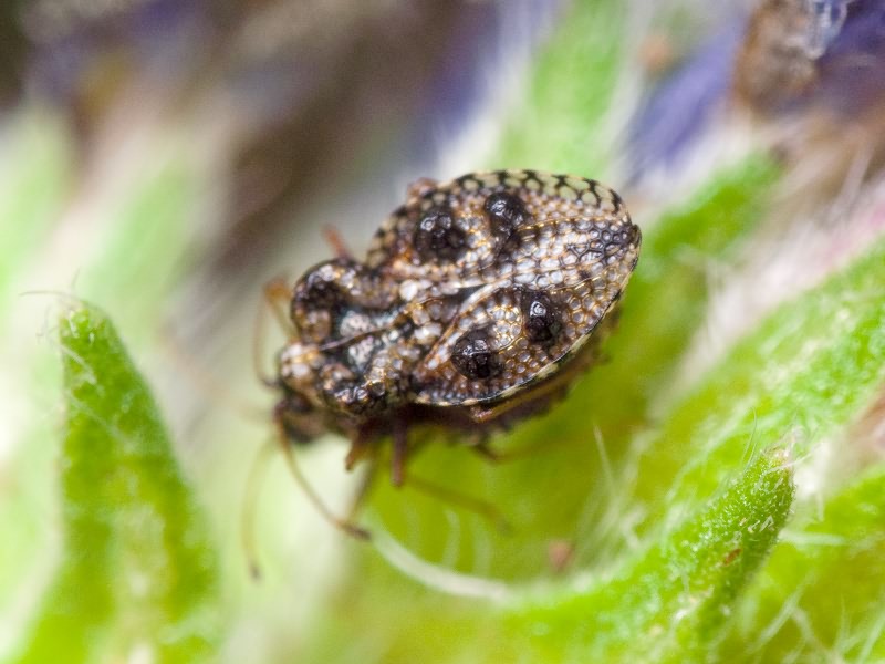 Dictyla rotundata (Herrich-Schäffer, 1835)